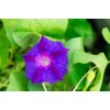 Morning Glory Grandpa OTT Nice Garden Flower by Seed Kingdom