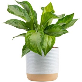Costa Farms Chinese Evergreen, Aglaonema Easy To Grow Live Indoor Plant in Premium Décor Planter Pot, Houseplant in Potting Soil Mix, Housewarming, Unique Home Décor or Room Decor, 2-3 Feet Tall