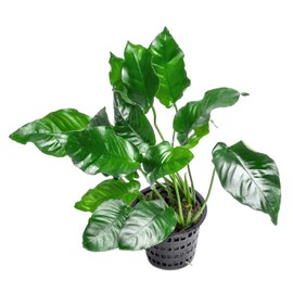 SubstrateSource Anubias Live Aquarium Plants - Potted Freshwater Plant for Fish Tanks, Terrariums - Beginner Friendly Low Light (Nana, Mother Plant)