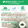 Satoren Loquat Leaf Tea, Made in Japan/Tokushima, 100% Loquat Leaf