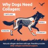 Collagen for Dogs | Dog Joint & Mobility Supplement with