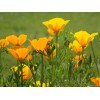 100% Pure California Poppy Extract Tincture for Stress Sleep Relaxation
