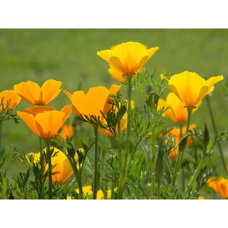 100% Pure California Poppy Extract Tincture for Stress Sleep Relaxation