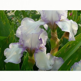 CafePress Garden Flowers Iris Standard Size Playing Cards