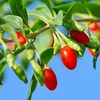 Outsidepride Goji Berry Fruit Plant Seeds - 20 Seeds