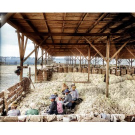 1905 Sorting cotton Pensacola, Florida 14 x 11" Photo