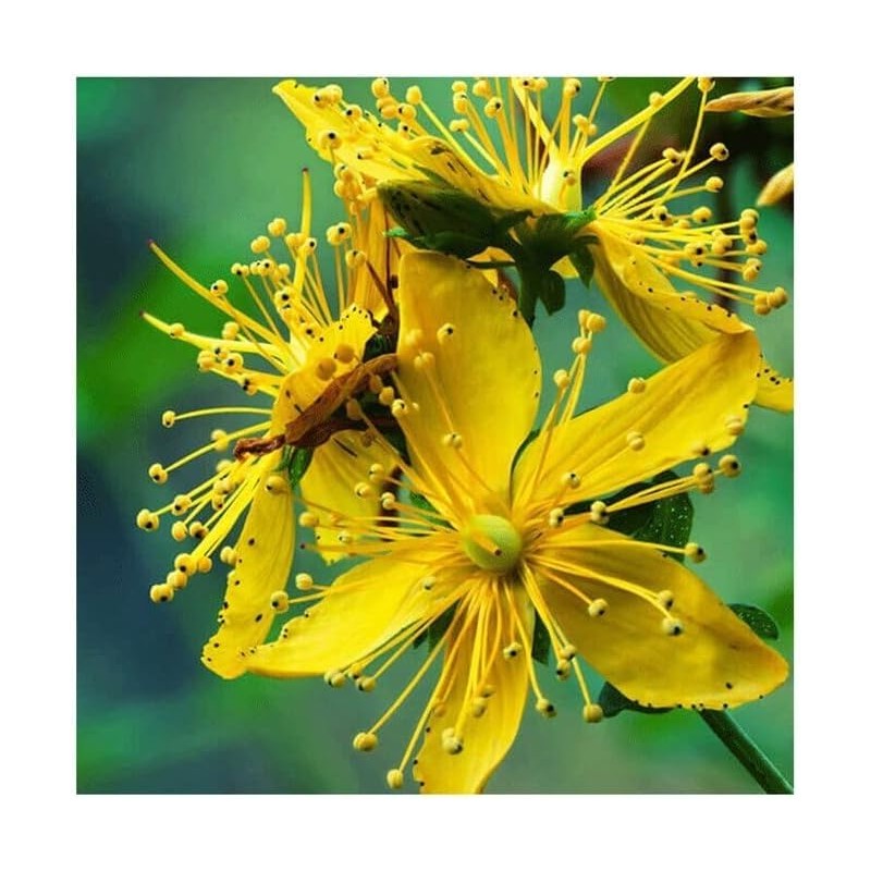 St. John's Wort (Hypericum perforatum) | St. John's Wort |