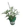 Butterfly Bush Honeycomb - Buddliea x weyeriana Hybrid - Live