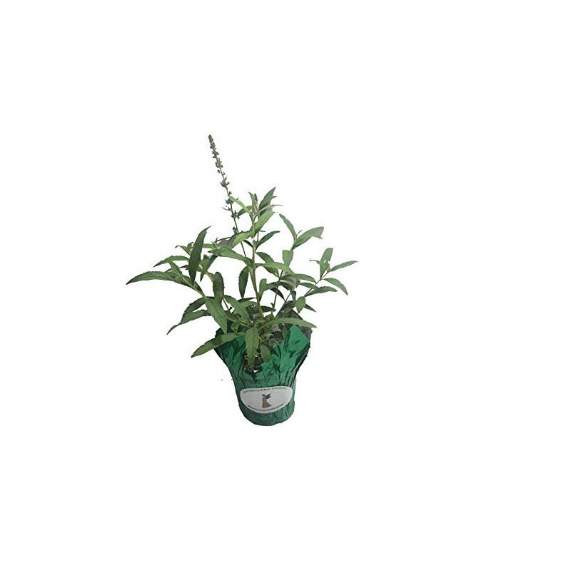 Butterfly Bush Honeycomb - Buddliea x weyeriana Hybrid - Live