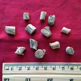 XYP Niuxi NIU Xi 牛膝 100Gram