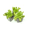 Sempervivum Succulents Plants Live Indoor Plants (3PK), Sempervivum Plants Live