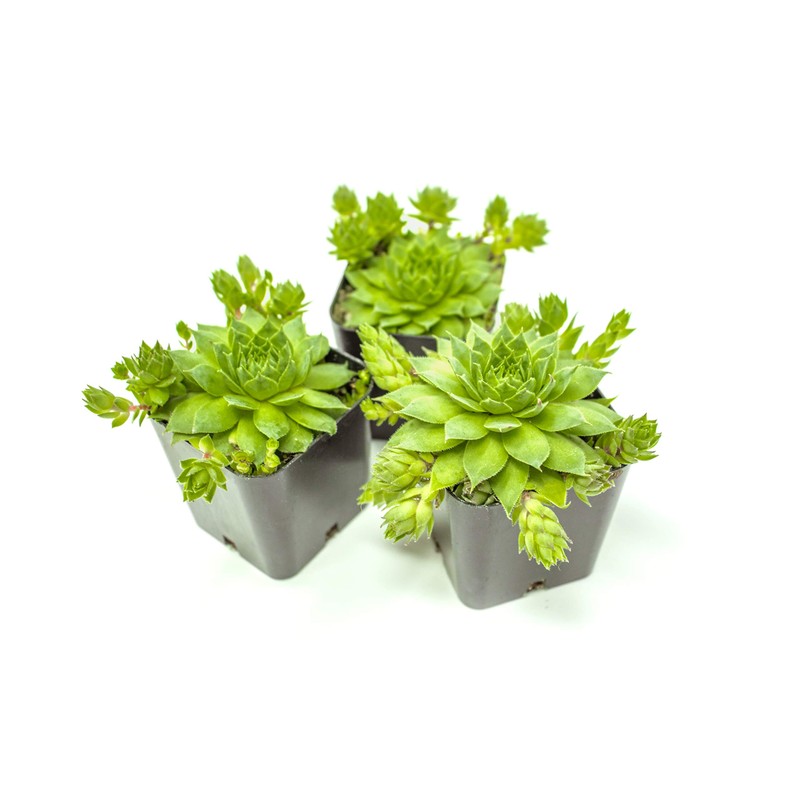 Sempervivum Succulents Plants Live Indoor Plants (3PK), Sempervivum Plants Live