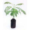 Live Blue Jacaranda Tree Seedling Starter Plug 3-6+ Inches Jacaranda