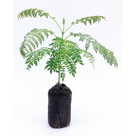 Live Blue Jacaranda Tree Seedling Starter Plug 3-6+ Inches Jacaranda mimoisaefolia