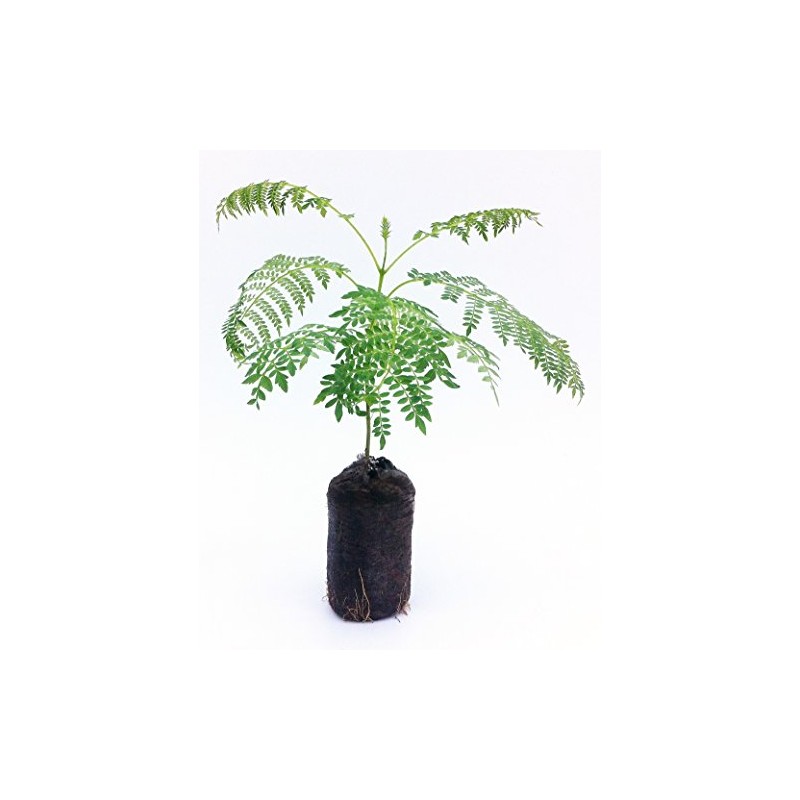 Live Blue Jacaranda Tree Seedling Starter Plug 3-6+ Inches Jacaranda