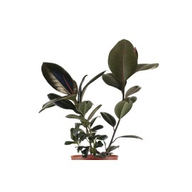 Leaf & Linen 6" Grow Pot, Live Indoor/Outdoor-Air Houseplant and Office Décor | Bright Light Collection, 6 INCH, Rubber Tree-Ficus Burgundy
