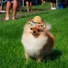 AIMALL Mexican Style Pet Bandana and Straw Hat Set, Colourful
