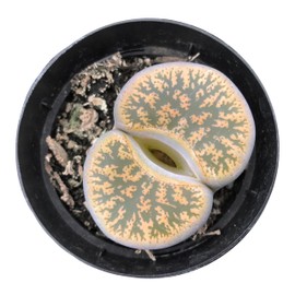 Lithops Live Plants Assorted Colorful Mix of 1/3/5/10/20 Variety Packs in .5 / .8/1.2 Inch Exotic Lithops 1-3+ Years Old Multicolor Living Stone Rare Succulent HousePlant (1, Pot Giant)