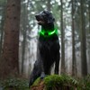 Light Up Dog Collars, LED Dog Collar Light Adjustable USB