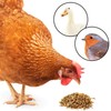JOR High-Protein Mealworms for Poultry and Birds, Favorite Treat of