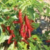 Todd's Seeds Cayenne Long Red Thin Hot Pepper Heirloom Seed