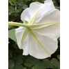 Moon Flower Seeds (Ipomoea alba) 20 Seeds (10 Grams)