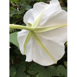 Moon Flower Seeds (Ipomoea alba) 20 Seeds (10 Grams)
