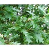 5 Northern RED Oak Tree (aka Champion, Common, Eastern, Mountain,