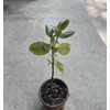 Guava Tree With Pot 10” Seedling Pink Guava Tropical Live