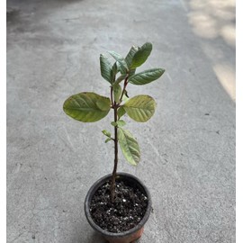 Guava Tree With Pot 10” Seedling Pink Guava Tropical Live Plant Ready To Plant