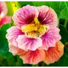 50 Pcs Nasturtium (Tropaeolum Nanum) Flower Seeds for Home Garden