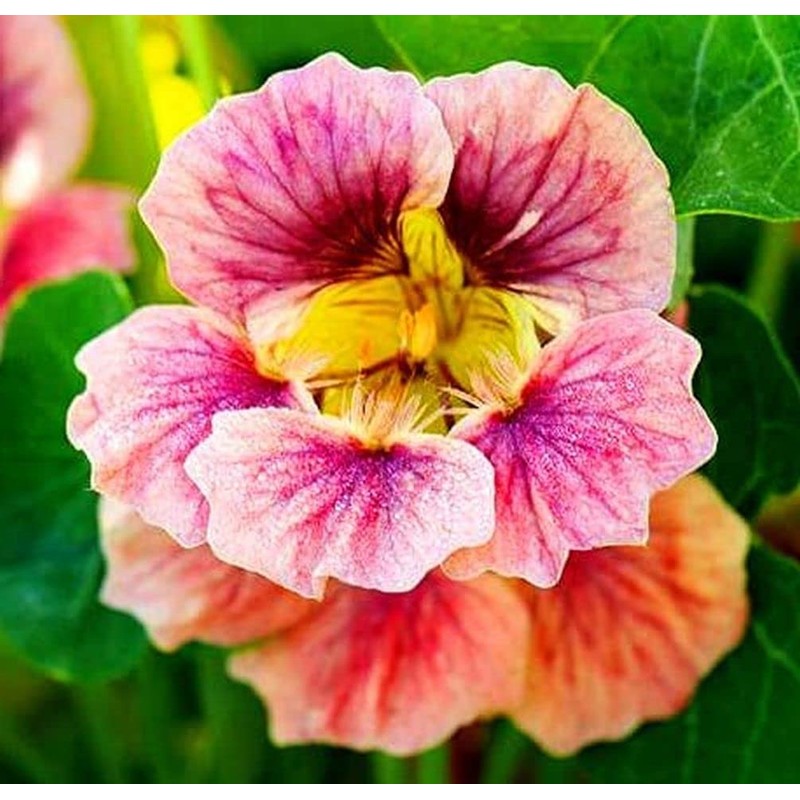 50 Pcs Nasturtium (Tropaeolum Nanum) Flower Seeds for Home Garden