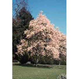 Magnolia denudata: Oriental Yulan Magnolia Seeds