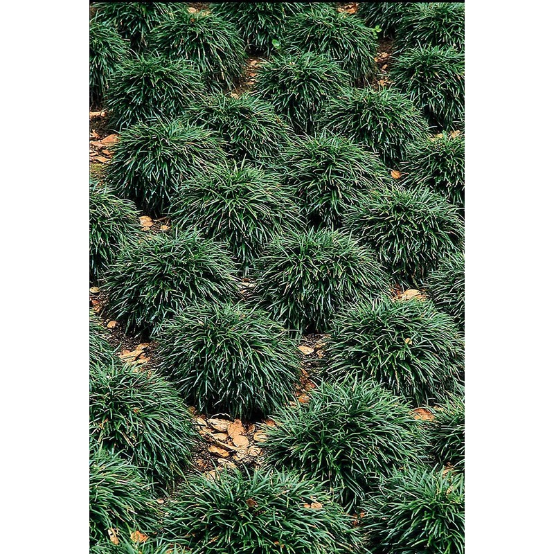 Dwarf Mondo Grass - 10 Live Plants - Shade Loving