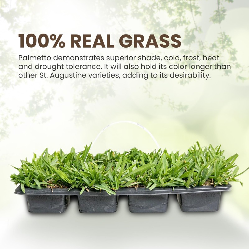SodPods® St. Augustine Palmetto Grass Plugs for Lawn Repair, 3"