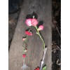 live plant Red Baron Peach Tree 6-12” tall, Fruit Tree-