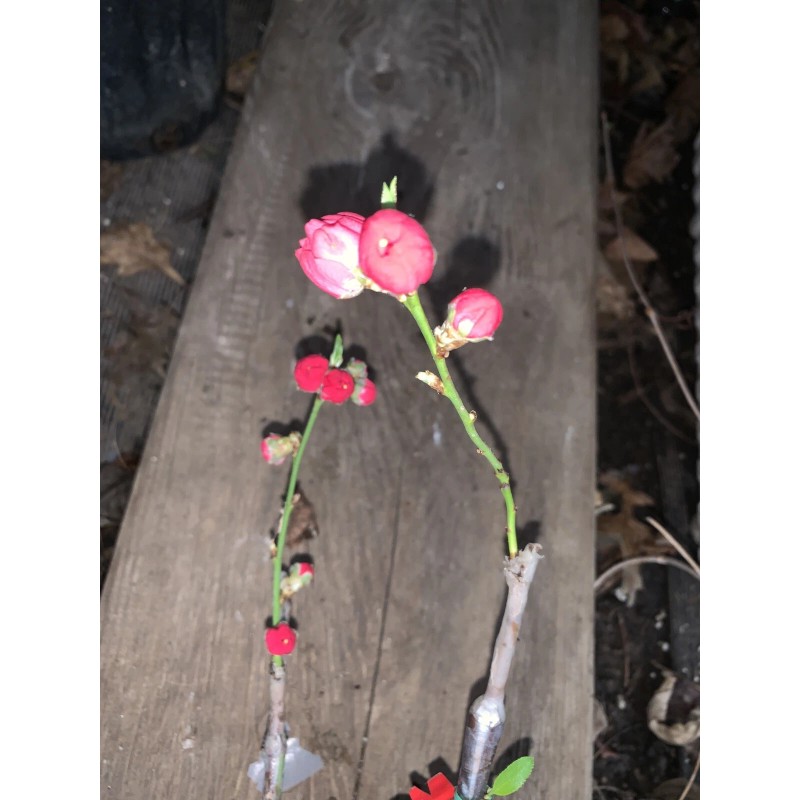 live plant Red Baron Peach Tree 6-12” tall, Fruit Tree-