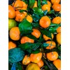 Fresh Satsuma Mandarin from California (4)