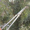 Bonsai Scissors Stainless Steel Leaf Sprout Shears with Long Handle