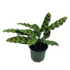 Florida House Plants Calathea Lancifolia, Rattlesnake, Prayer Plant, Rattle Snake,
