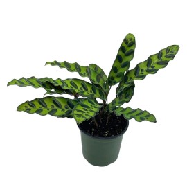 Florida House Plants Calathea Lancifolia, Rattlesnake, Prayer Plant, Rattle Snake, 4 inch Pot