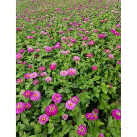 Mixed Double Zinnia Seeds Flower Garden Big Bright Beautiful Variety Butterfly Heirloom Large Blooms 150pcs