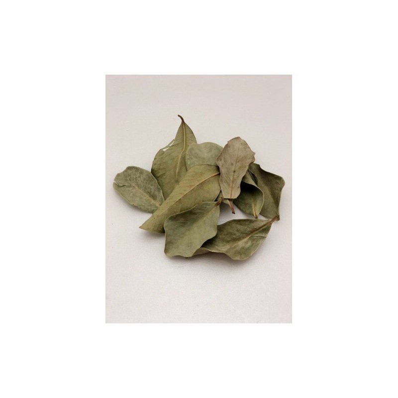 (국내산)구아바잎 100g Domestic Guava Leaf 100g