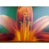 8.5" X 11" Canvas Textured Premium Inkjet Photo Paper -
