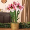Jackson & Perkins Adjustable Amaryllis Stake – Silver Metal Plant