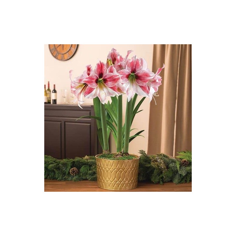 Jackson & Perkins Adjustable Amaryllis Stake – Silver Metal Plant