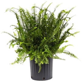 American Plant Exchange Kimberly Queen Fern – 10-Inch Pot – Live Air Purifying Upright Fern, Easy Care Houseplant for Indoor Planters, Outdoor Baskets, or Patio Decor