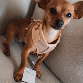 Adjustable No Pull Dog Harness Neoprene Ivory Brown Taupe Snake Leather Design Sport Small Medium Large Pets Breathable Lightweight (Beige, XXS: Neck=9.1-13'', Chest=10.6-14.6'')