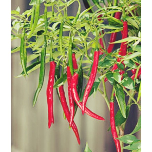 green Garden Seeds 50+ Hot Cayenne long slim Pepper Seeds
