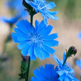richie_store Chicory Seeds, Italian Heirloom, Non-GMO, Organic, Perennial Herb, Free Shipping - 1600 Seeds